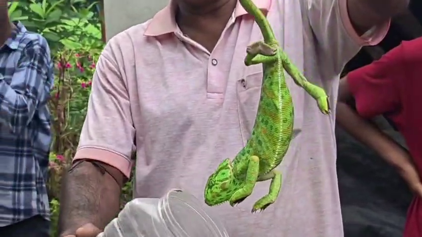 ঘাটালে বাড়ির পেয়ারা গাছে মিলল বিরল ক্যামিলিয়ন, উদ্ধার করল বনদপ্তর