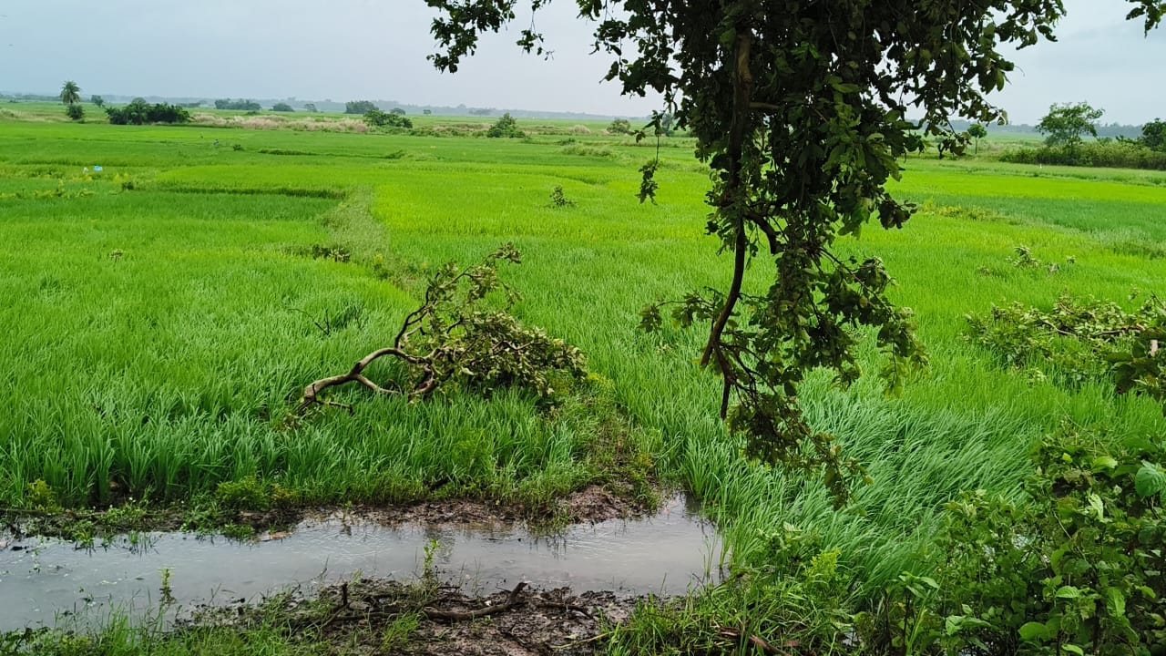 Storm and Rain in Jhargram Due to Depression in Bay of Bengal, Panic from Tornado-like Whirl in Sankrail